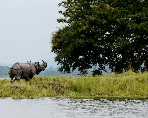 Meghalaya kaziranga safari